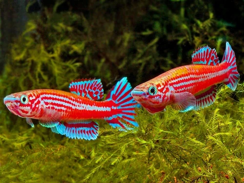 Ogoense GHP 80/24 Killifish Eggs 10 count