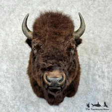 #29842 EL | XL American Buffalo Bison Taxidermy Shoulder Mount For Sale