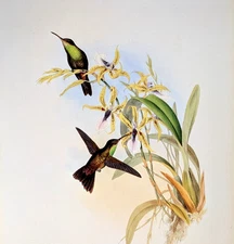 Gould RIEFFER'S AMAZILI Hummingbirds Vintage Bird Art Print Bookplate 311