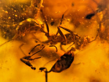 A101 BU1269 Large Ant w/large stinger, cockroach in Burmese Amber Burmite 99mya