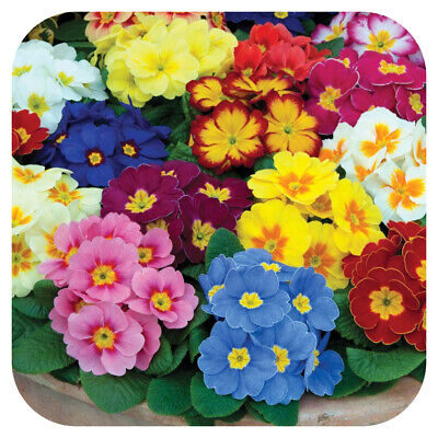 Primrose Polyanthus Supernova Mixed x 15 Mini Bedding Plug Plants ...