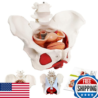 Evotech Scientific Female Pelvis And Perineum Model Removable Organs Magnetic