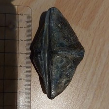 Spirifer, Brachiopode, Devon, Ardennen/Belgien, ca. 390 Mio. Jahre, 6,7cm
