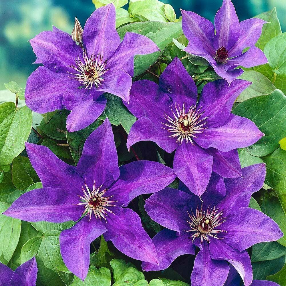 Purple clematis flowers Stock Photo - Alamy Purple clematis flowers Stock Photo - Alamy