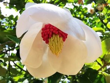 MAGNOLIA SIEBOLDII, Chinese Magnolia, striking flowers, small tree, 8-10cm tall