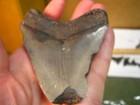 10 FOSSIL TEETH 4.3 & 2.8inch MEGALODON S. CAROLINA USA #064 — photo 10