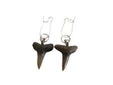 Shark Teeth Earrings Fossil Bone Jewelry Lemon Shark E440
