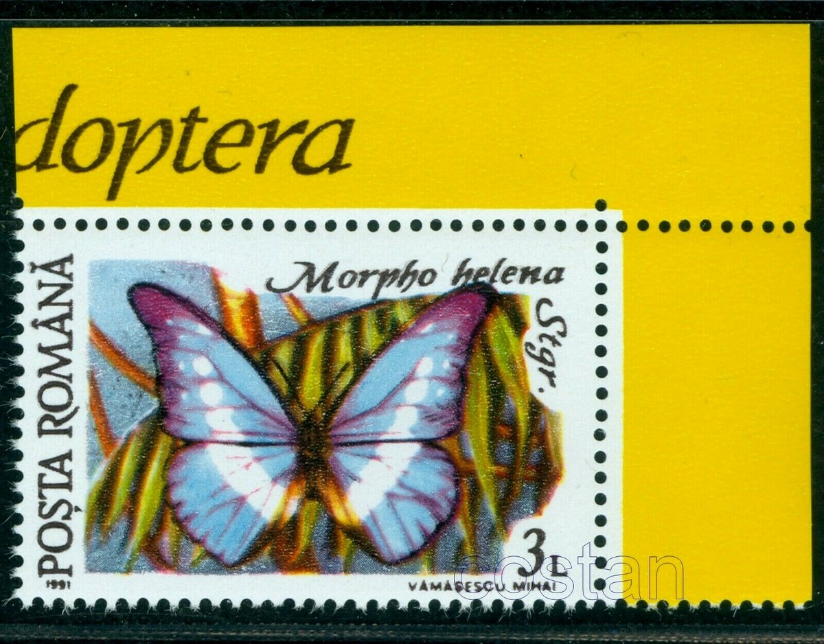 ヘレナモルフォ　120mm BicBugs Morpho helena blue white butterfly Peru