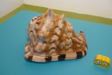 dekorative Riesenmuschel  Schnecke  846 Gramm  ca. 16,5 cm