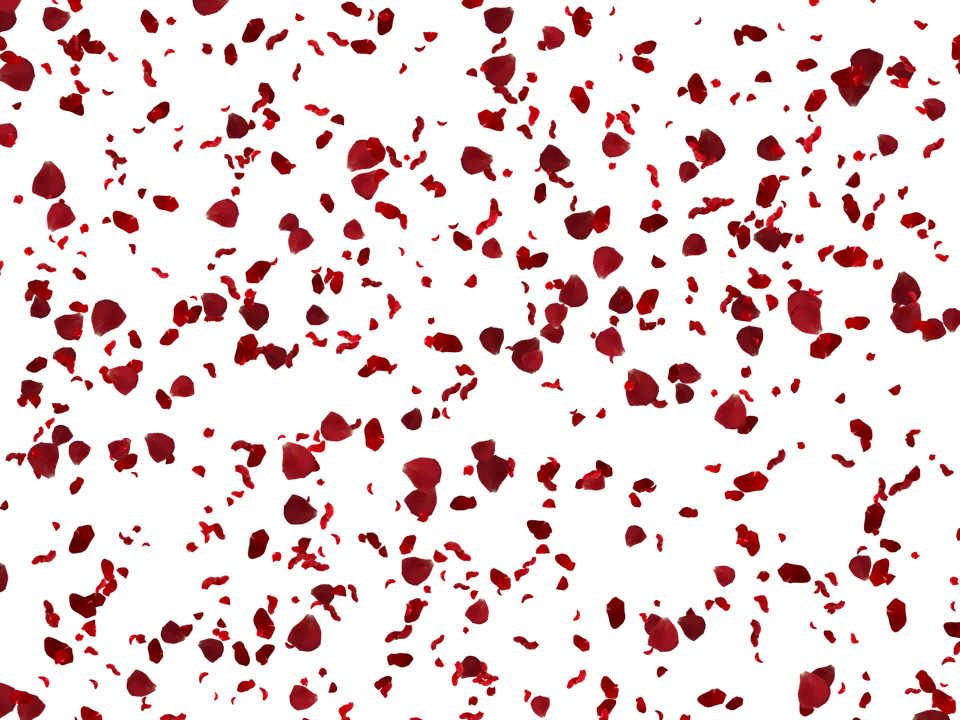 100 ROSE PETALS TRANSPARENT PNG DIGITAL PHOTOSHOP OVERLAYS BACKDROPS BACKGROUNDS - Image 3 of 4