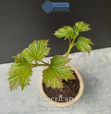 American Cranberry - Viburnum opulus var. americanum - Live Plant 2 to 4 inches
