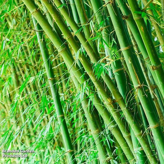 Green Bamboo poles 1 inches round× 24inches length fresh cut And Cured 12 Pack