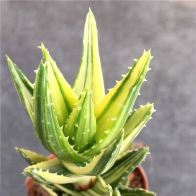 Aloe Nobilis "Gold Tooth" Variegata Succulent home garden Plants 5-9cm |  eBay