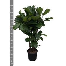 Geigenfeige online kaufen | eBay.de