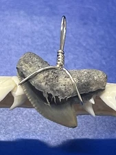 SHARK TOOTH PENDANT Fossilized 7/8 Inch TIGER Shark Tooth 
