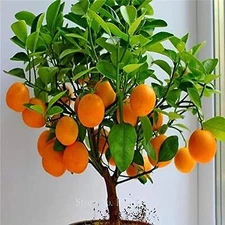Bonsai Orange Tree Seeds, 20 Seeds,Grow a Delicious Fruit Bearing Bonsai Tree - 