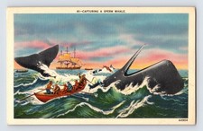 Capturing a Sperm Whale 1940s Linen Postcard Unposted
