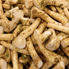 Fresh Horseradish Root, Best Quality, Straight from the farm