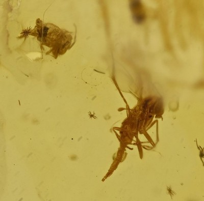 Endomychidae with Sciaridae, Fossil Insect Inclusion in Baltic Amber