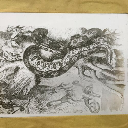 ANTIQUE GLASS MAGIC LANTERN SLIDE IMAGE PICTURE DRAWING SNAKES ANIMALS MONKEYS - Picture 1 of 2