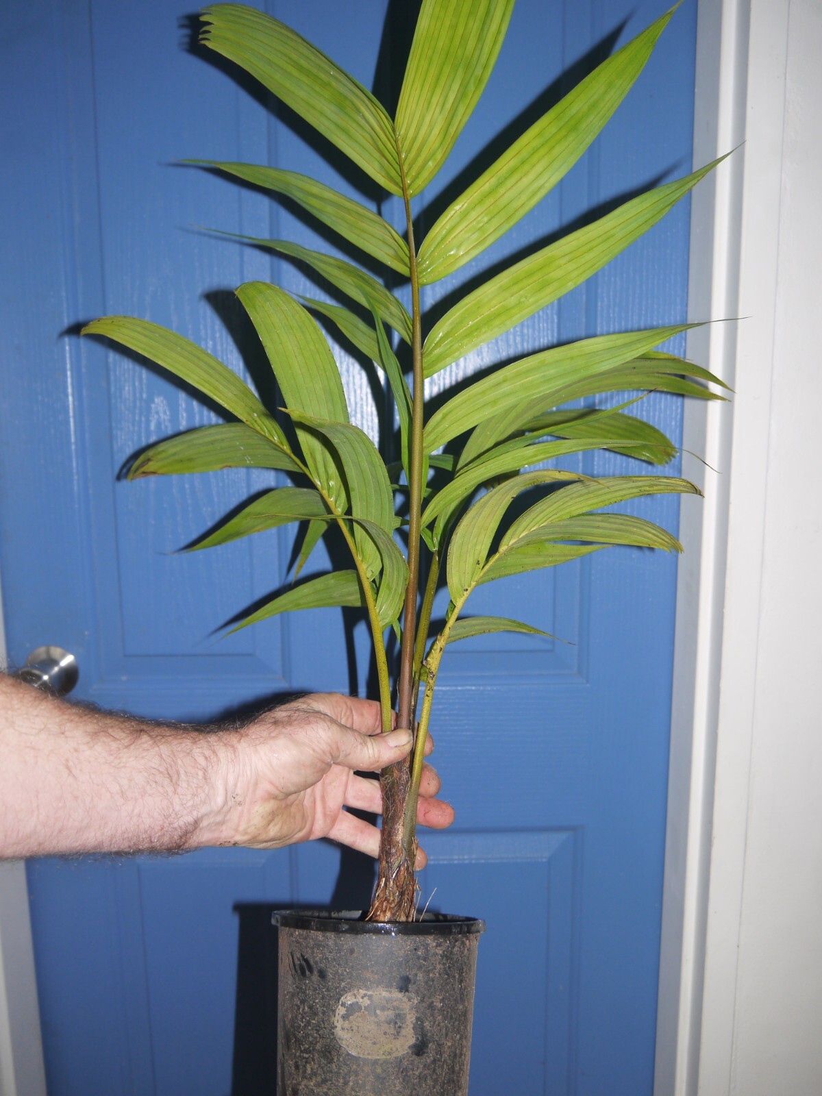 RARE PLANT COLLECTORS PALM. Pinanga insignis.. SUPER FRESH SEEDS eBay