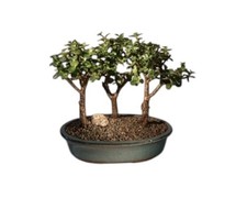 Portulacaria Afra Jade Plant Bonsai 3 Live Bonsai Tree Group 9"H Indoor Plant