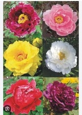 Japanese Tree Peony 2 Year Old Plants In 9cm Pot