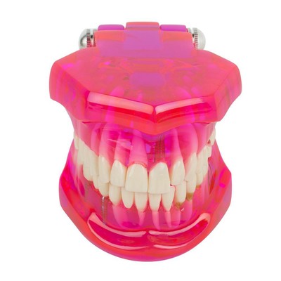 For Dental CE Approved Teeth Model for Implant Restoration Pathology Study