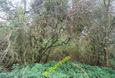 Foto 6x4 Dichte Vegetation von Fen Rivers Walk Upware c2014