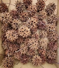 200 Sweet Gum Balls Spiked Ball Pods Gum Tree Liquidambar 