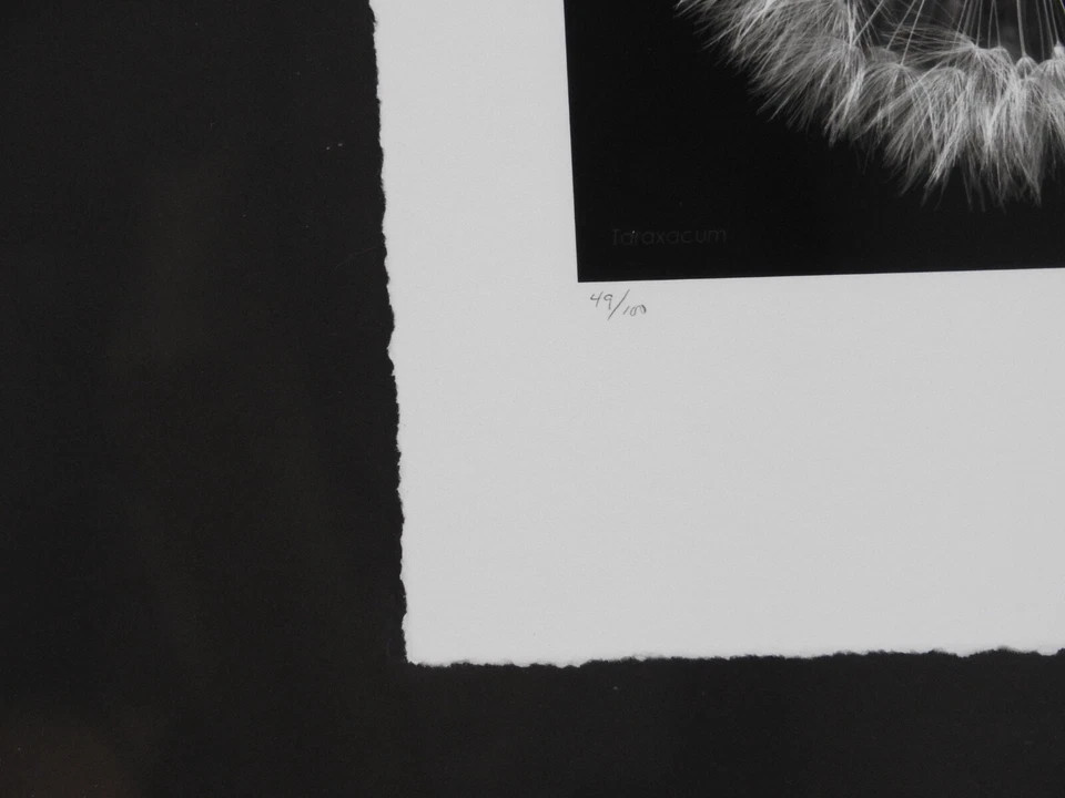 Impresionante #49 de 100 18,5"x22,5" en blanco y negro foto enmarcada borde cubierta flor diente de león Foto 3 de 4
