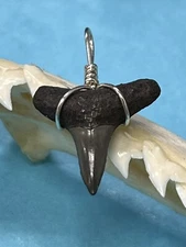 SHARK TOOTH PENDANT . 7/8 Inch Fossilized LEMON Shark Tooth From Bone Valley Fl 
