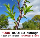 Willow Tree ROOTED cuttings DARKEST nearly Black Purple Violet Maroon weaving