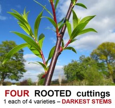 Willow Tree ROOTED cuttings DARKEST nearly Black Purple Violet Maroon weaving