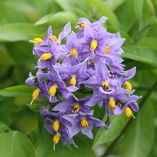 Solanum Crispum Glasnevin - Chilean Potato Vine - Semi Evergreen 
