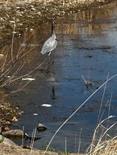 The Moki Snake Dance; Walter Hough; 1992; Avanyu Publishing; SC; Very Good