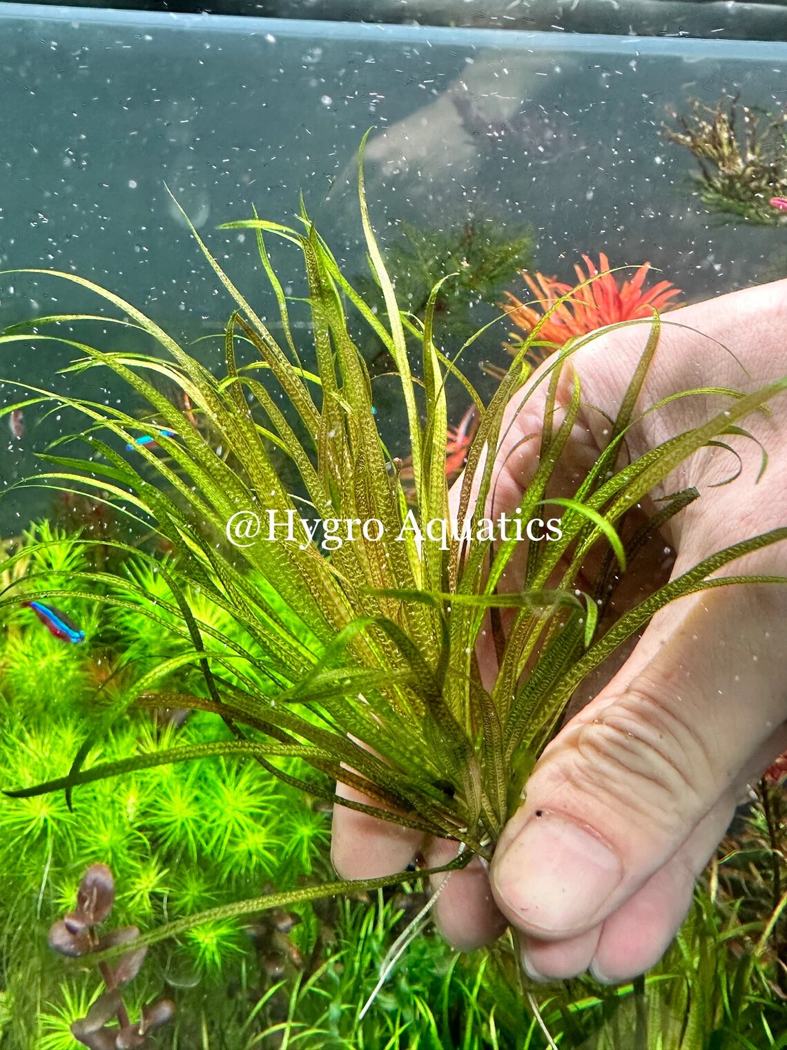 Blyxa Japonica Live Aquarium Plant eBay