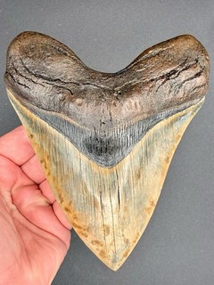 Megalodon Shark Tooth 6.23” Serrated Fossil Shark Teeth