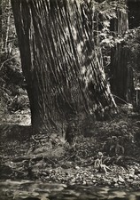 Arte fotográfico madera secuoya tronco gigante árbol secuoya árbol secuoya vintage años 60 16X20