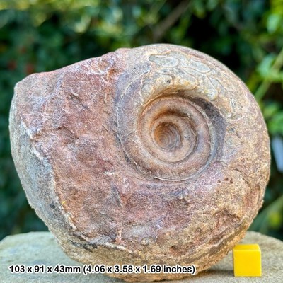 Seltener Perm Ammonit Fossil Metalegoceras sundaicum - Unterperm, Osten
