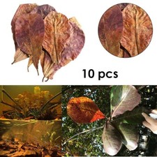 10 Stücke Terminalia Blatt Aquarium Reinigung Reiniger Reduzieren Bakterien