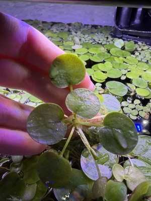 Live Frogbit Floating Freshwater Aquarium Plant (10-15+ Plants)