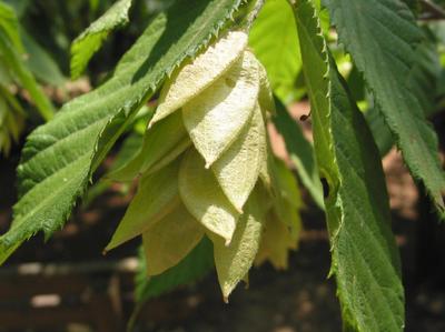 20 EASTERN HOP HORNBEAM SEEEDS - Ostrya virginiana