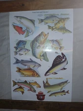 VTG SMOKEY THE BEAR USDA FOREST SERVICE "FIRES HURT FISH" EDUCATIONAL POSTER
