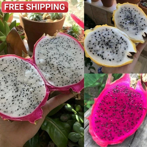500Pcs Dragonfruit Seeds Variety Pack Non-GMO Organic Bulk USA Garden Gift