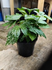 3L Fatsia Japonica Evergreen Large Leaf Loves Shade Garden Shrub Plant