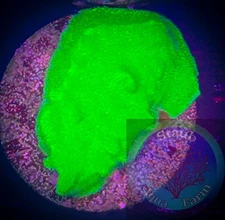 SAF~Bright Green Psammacora  1 In Coral Frag “WYSIWYG”, SPS, Live Coral Colony