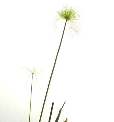 Cyperus papyrus 100-140cm | Papyrus | Paper reed - Papyrus | Paper reed
