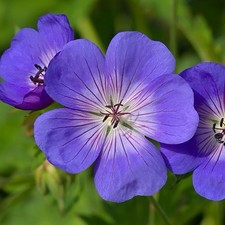 2x Geranium Rozanne Hardy Plants | Blue Cranesbill 9cm RHS