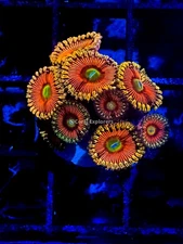 CE- WYSIWYG Golden Panther  Zoa Zoanthid Frag Live Coral LPS SPS #R1GIJ2